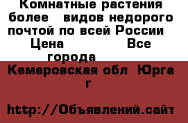 Комнатные растения более200видов недорого почтой по всей России › Цена ­ 100-500 - Все города  »    . Кемеровская обл.,Юрга г.